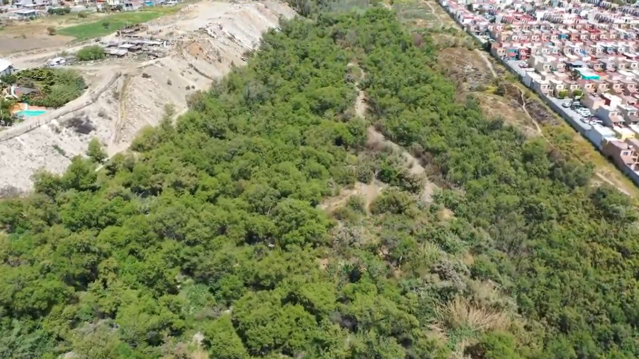 alamar verde