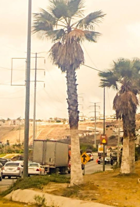 pacifico palmera