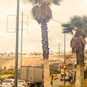 pacifico palmera