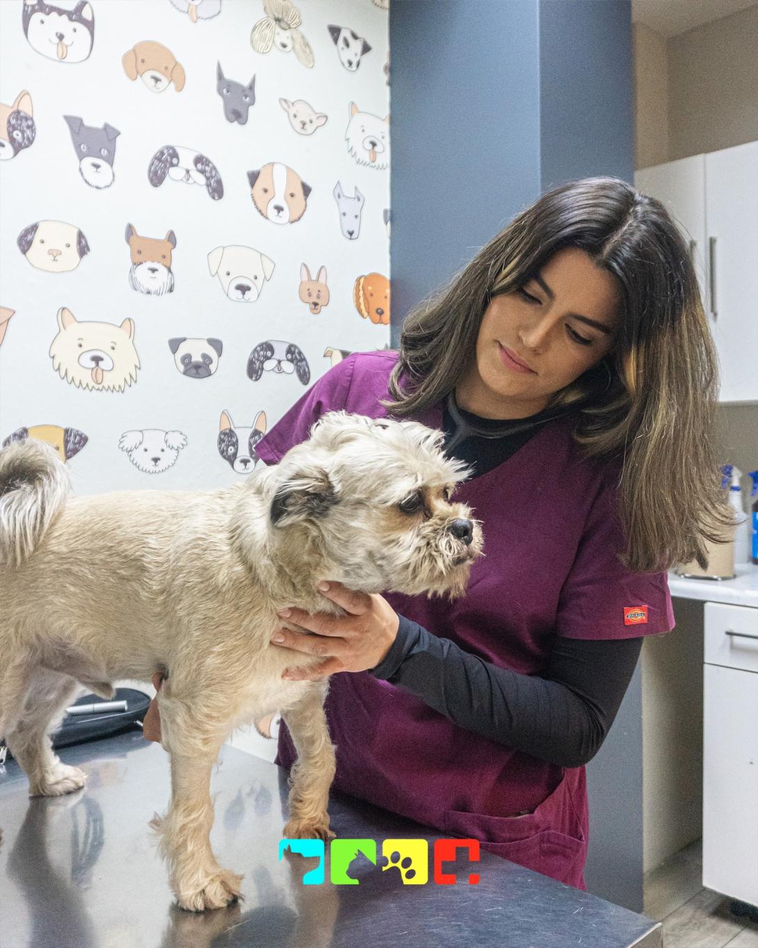 MedicalPet paciente