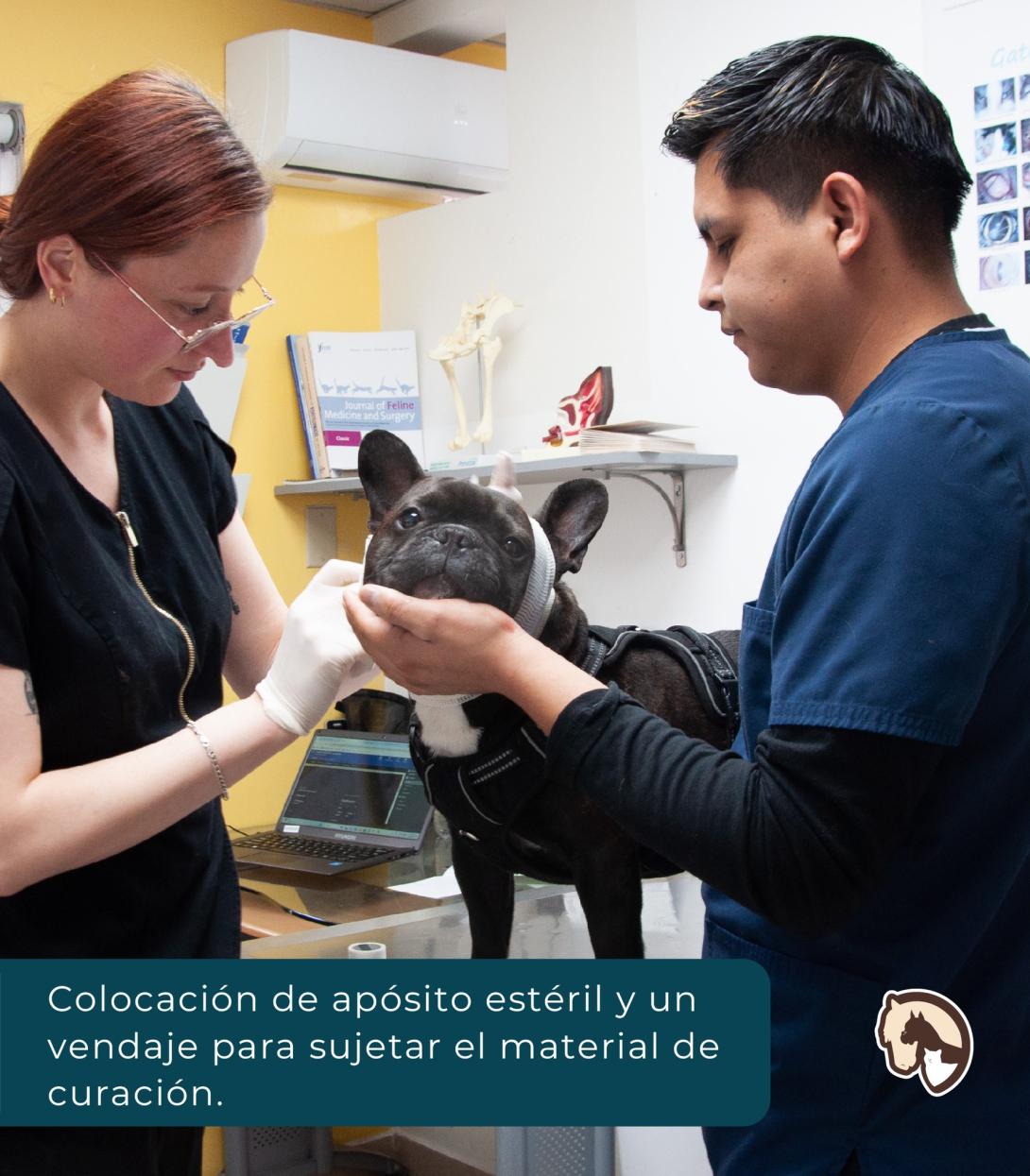 vet palmas docs