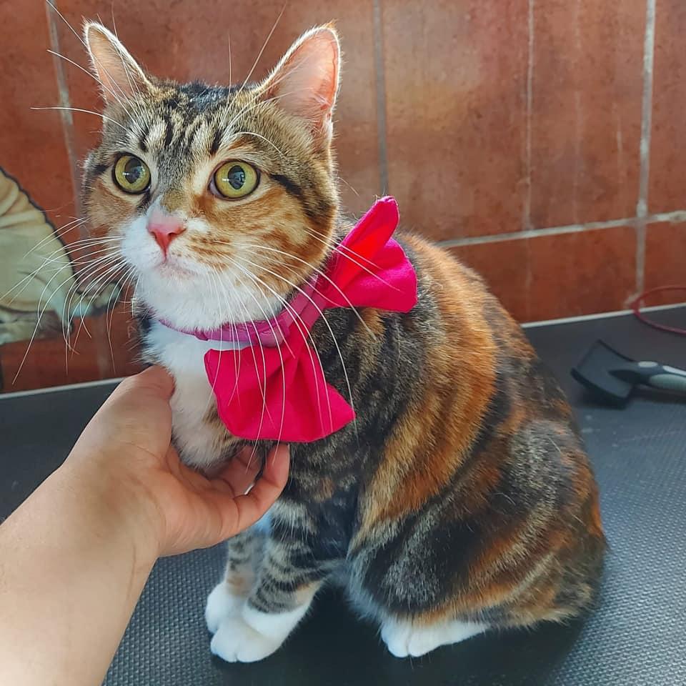 Cannis kitty
