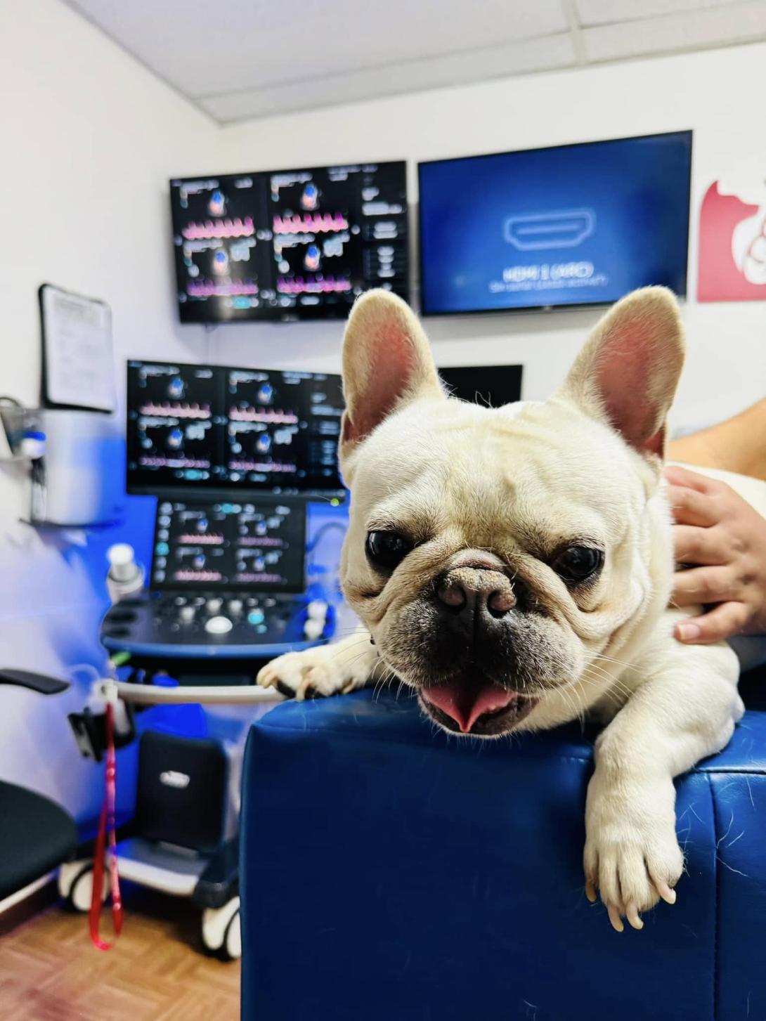 cardiocare perrito