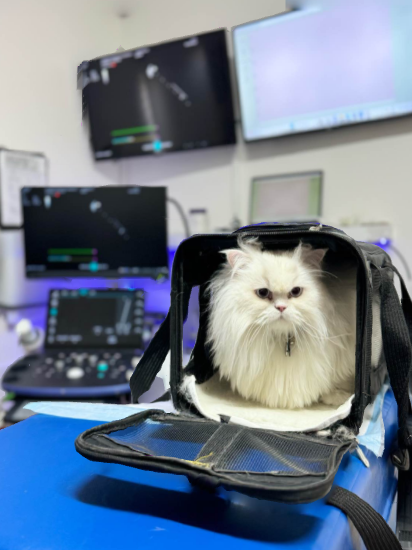 cardiocare gato