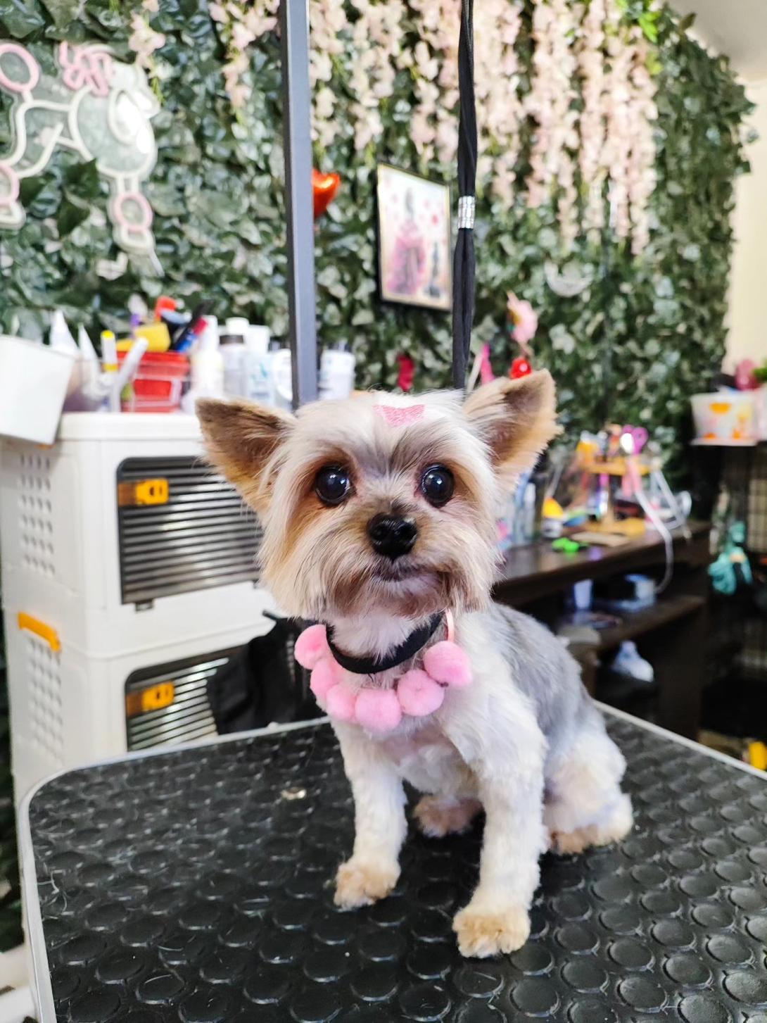 Deluxe small dog