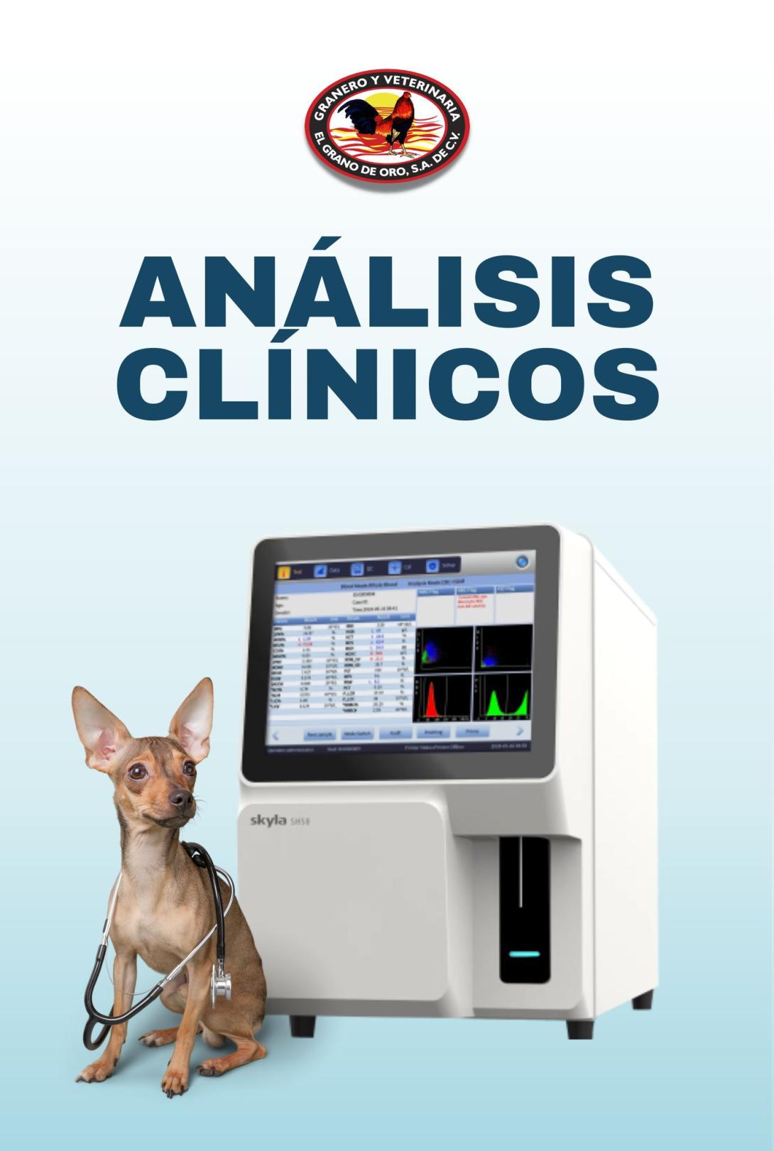 grano de oro analisis