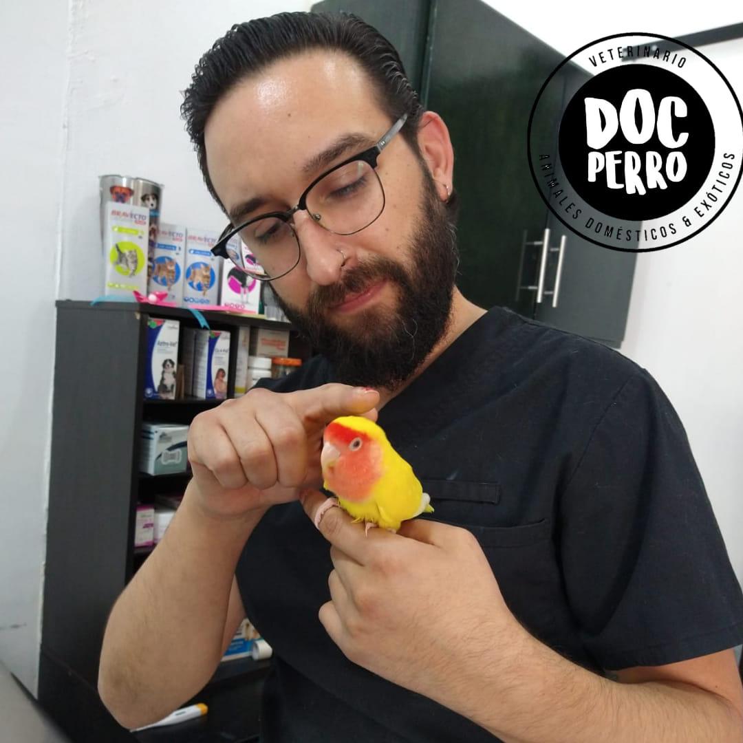 doc bird