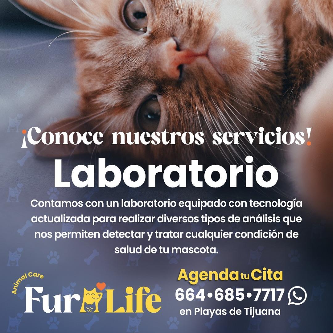 lab Furlife