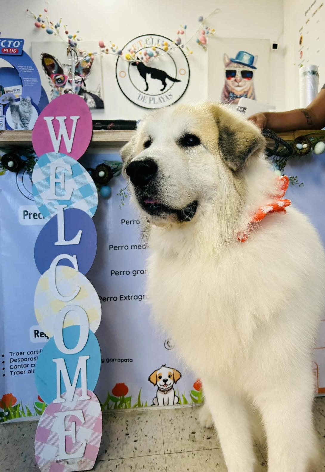 pet clinic perrito