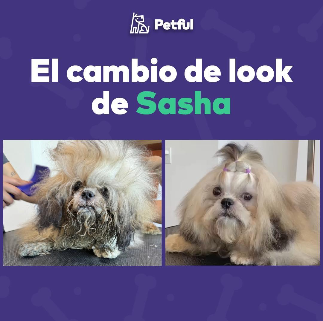 petful BA