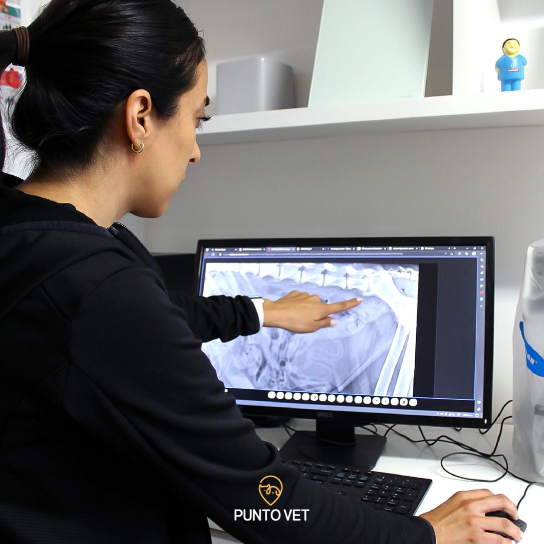 punto vet xray