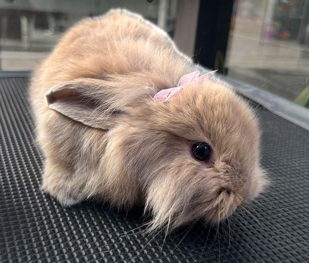 salome bunny