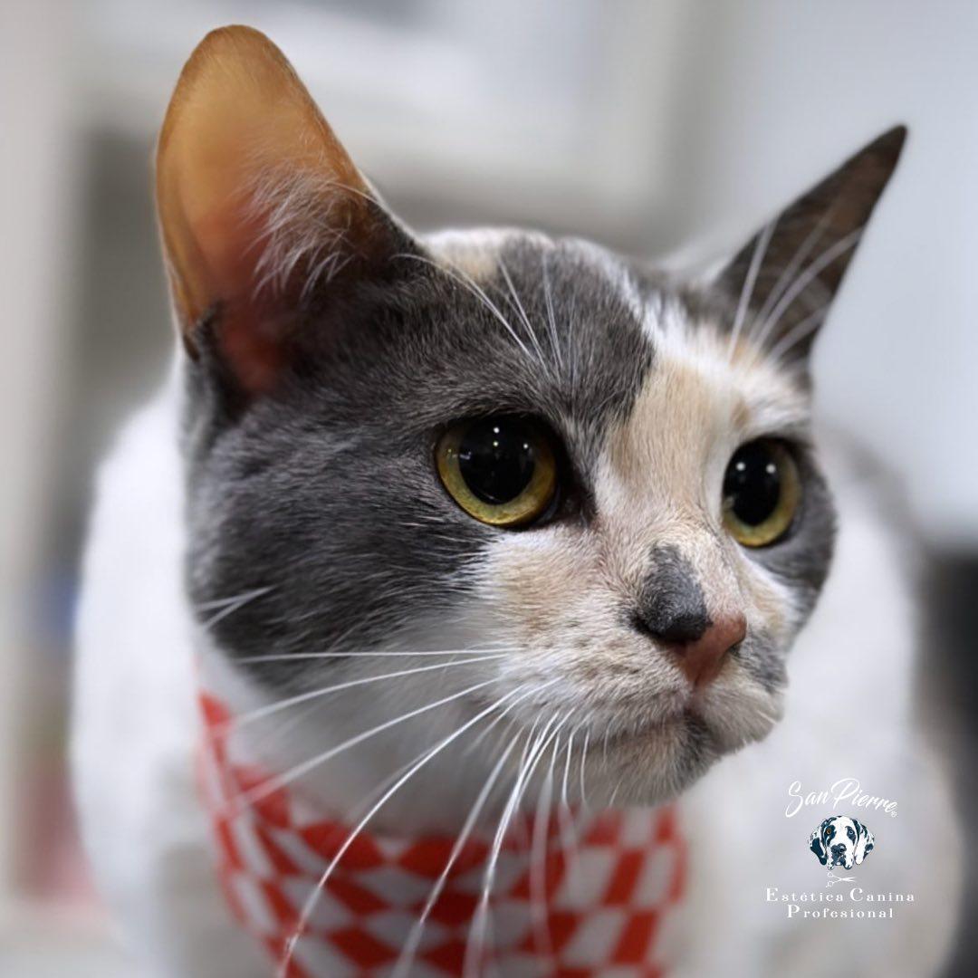 Sanpierre cat