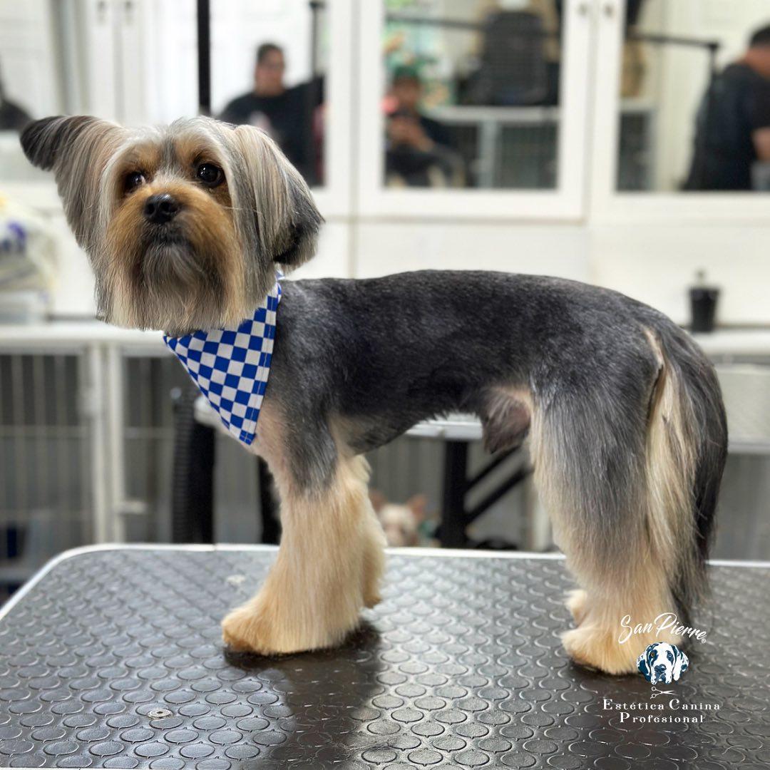Sanpierre cut