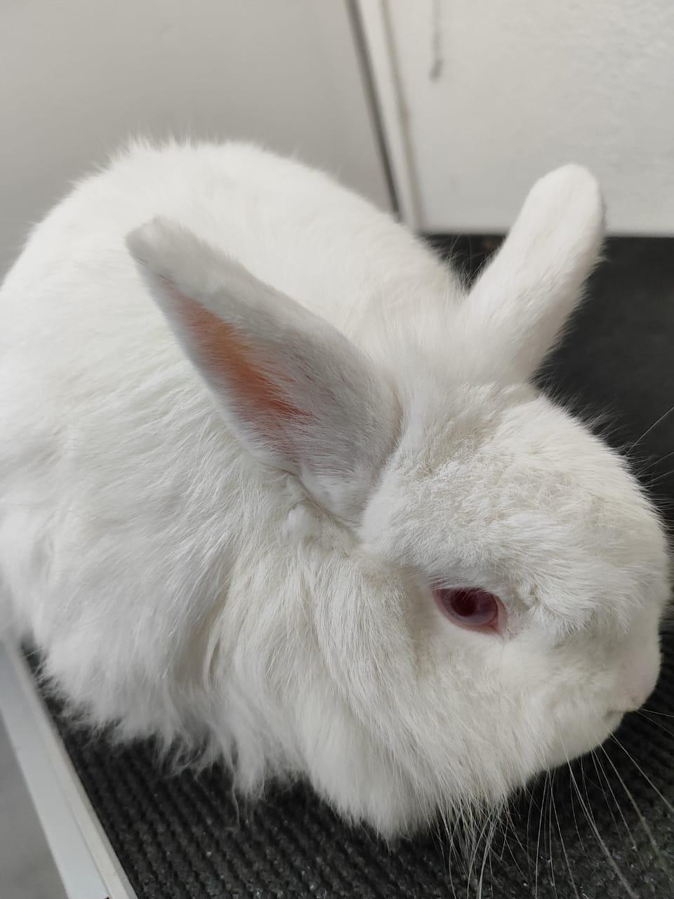 saturno bunny