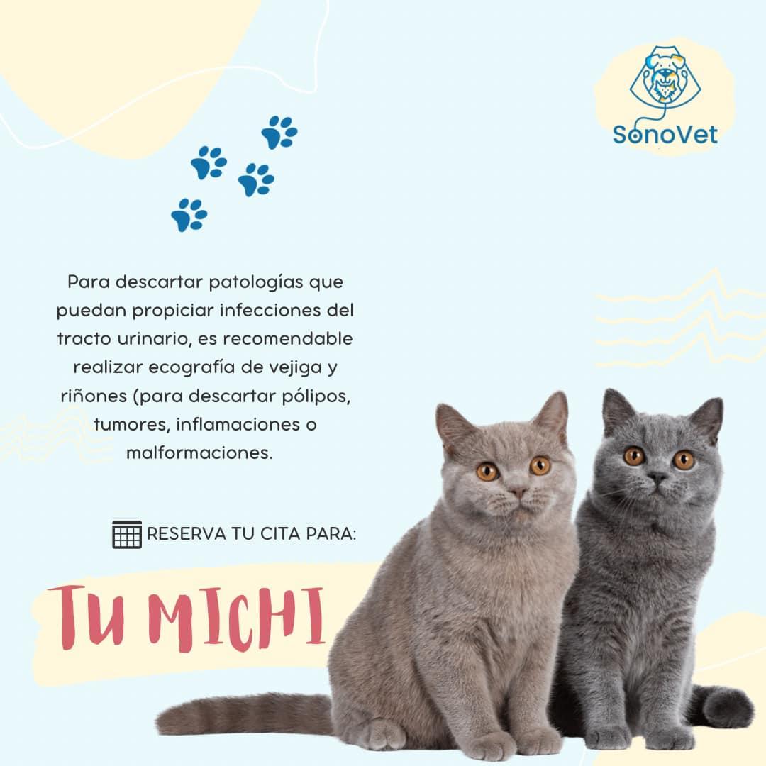 sonovet kitty