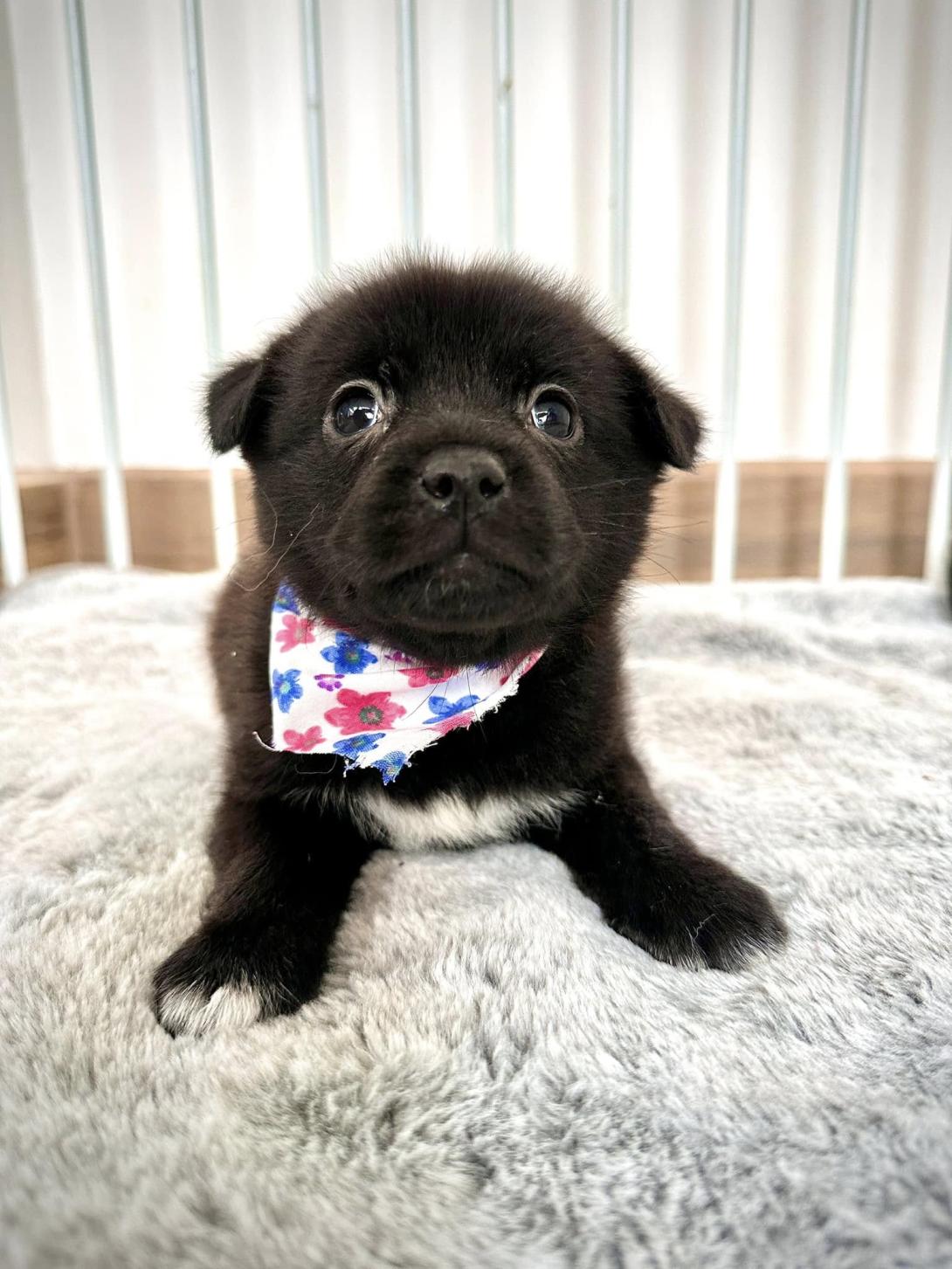 Stitch perrito