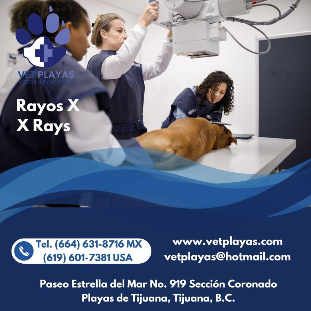 vet playas xray