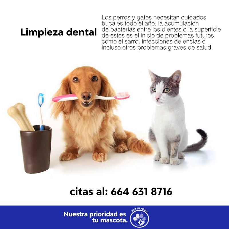 vet playas dental