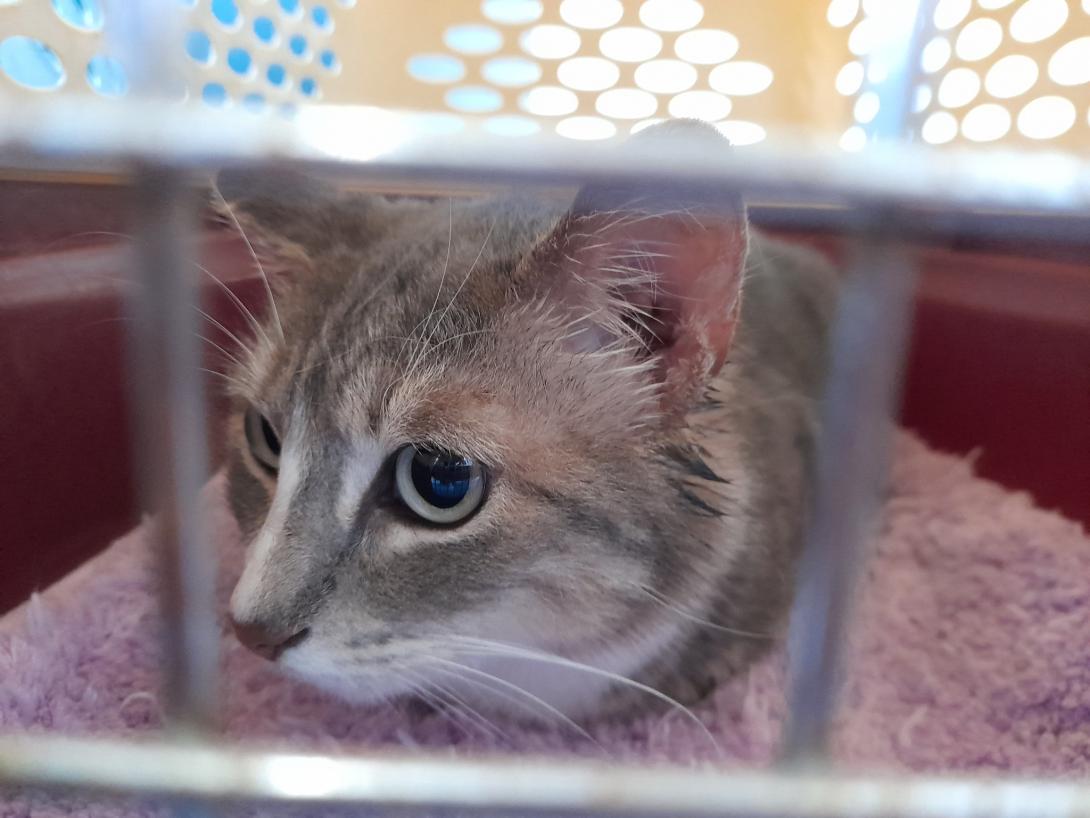 Vetzone gato
