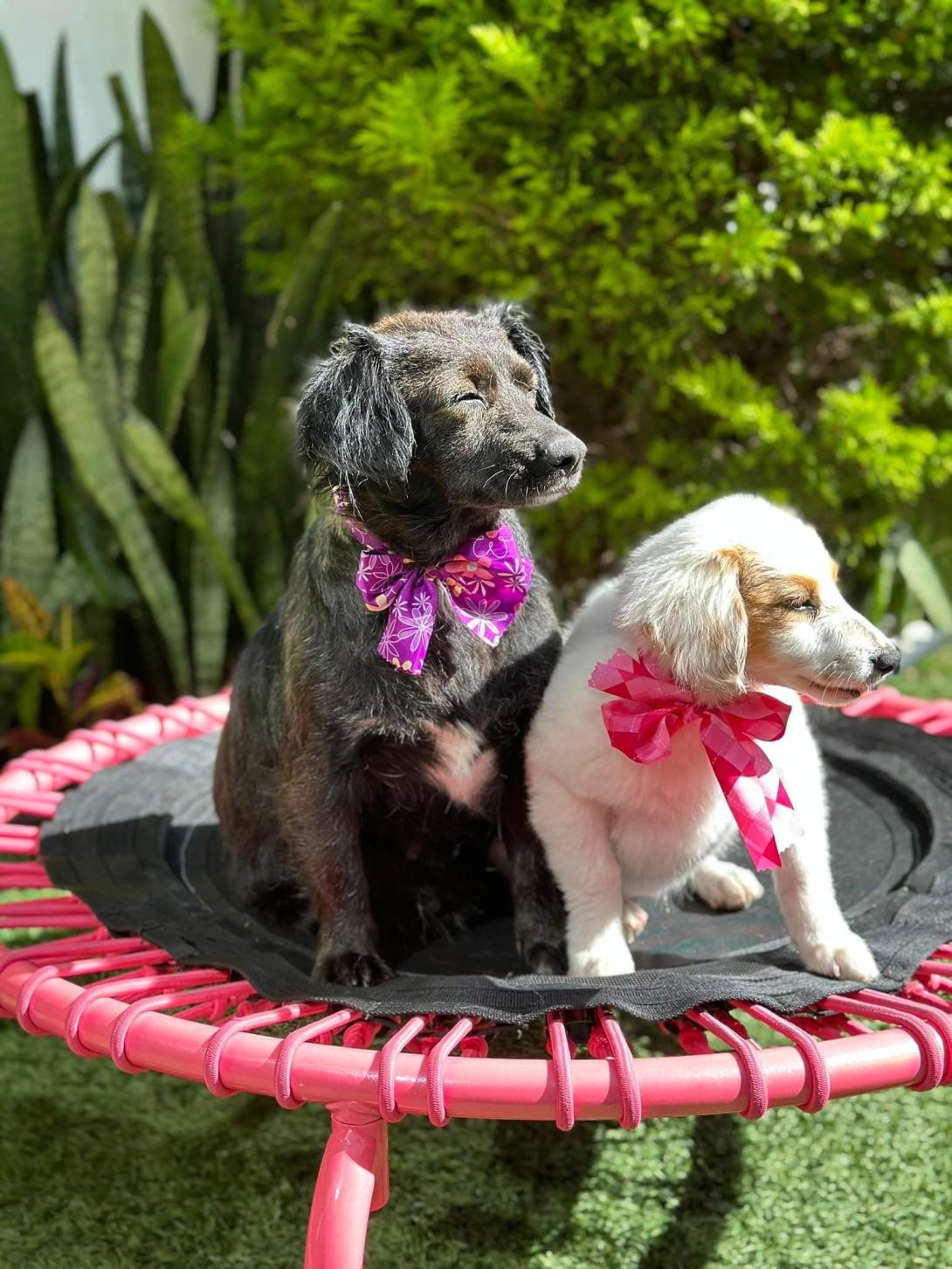 Villa Animal duo