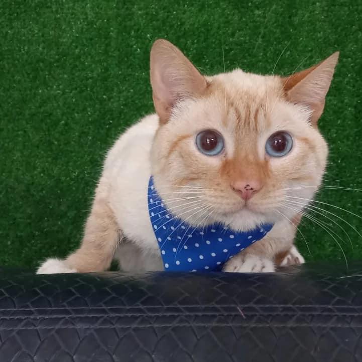 Xenovet kitty